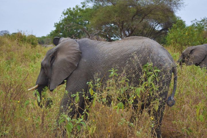 Elephant tarangire