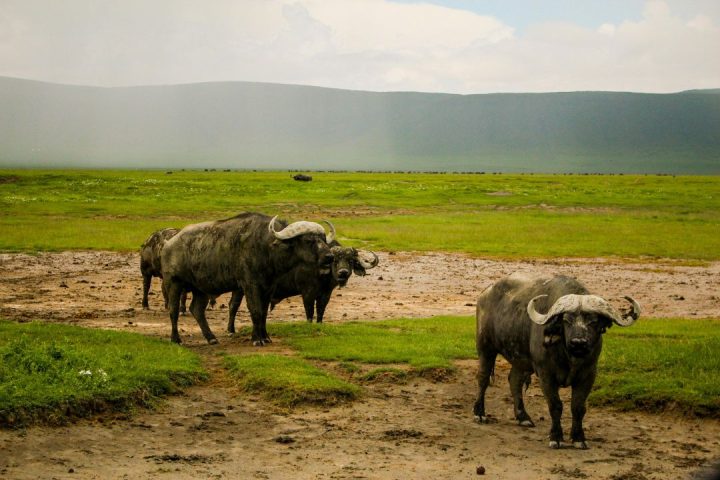 ngorongoro